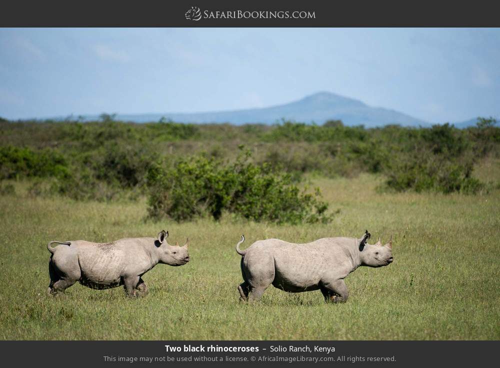 Two black rhinoceroses in Solio Ranch, Kenya