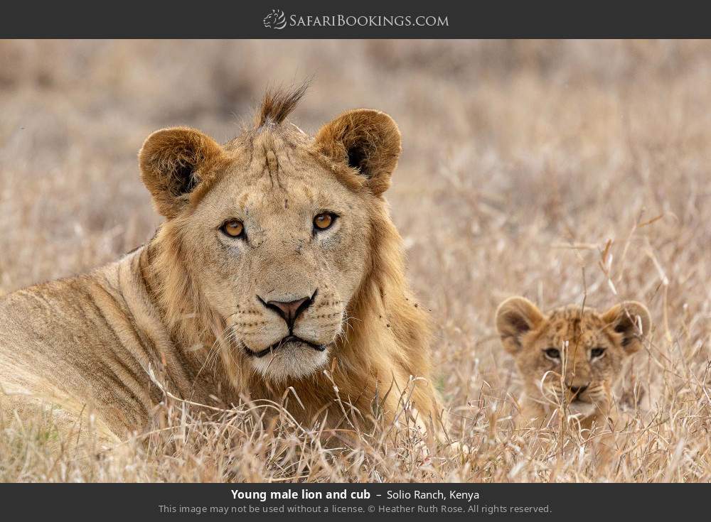 Young male lion and cub in Solio Ranch, Kenya