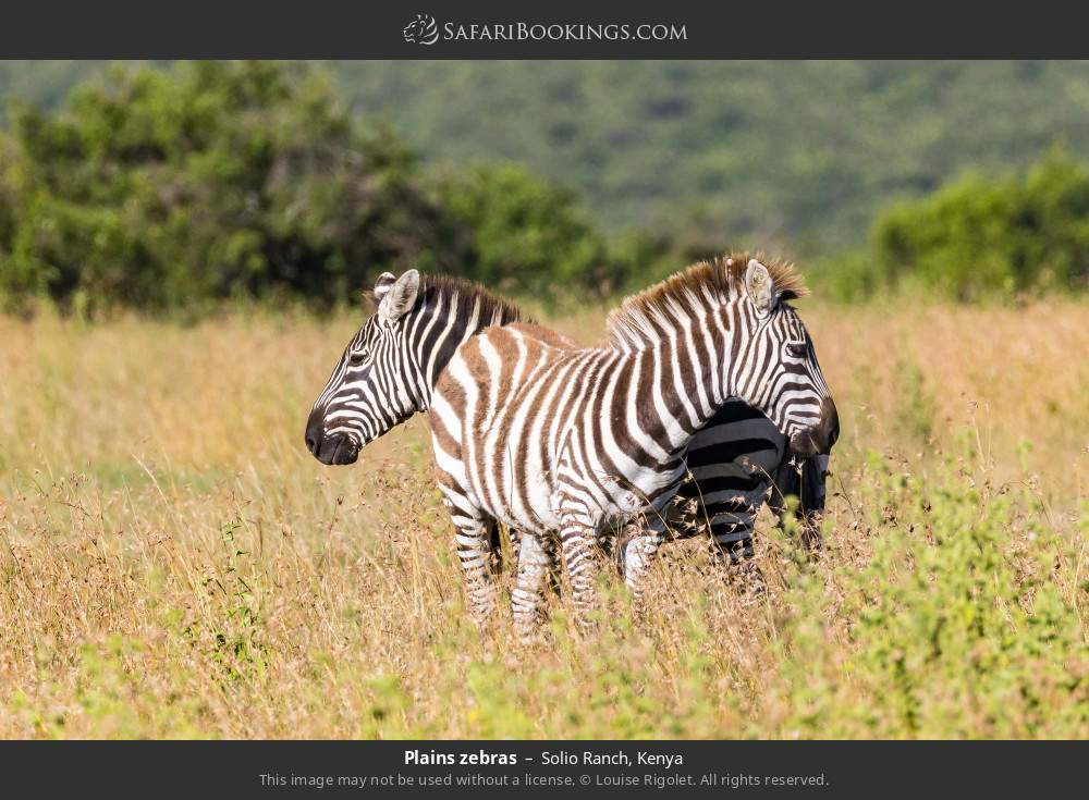 Plains zebras in Solio Ranch, Kenya