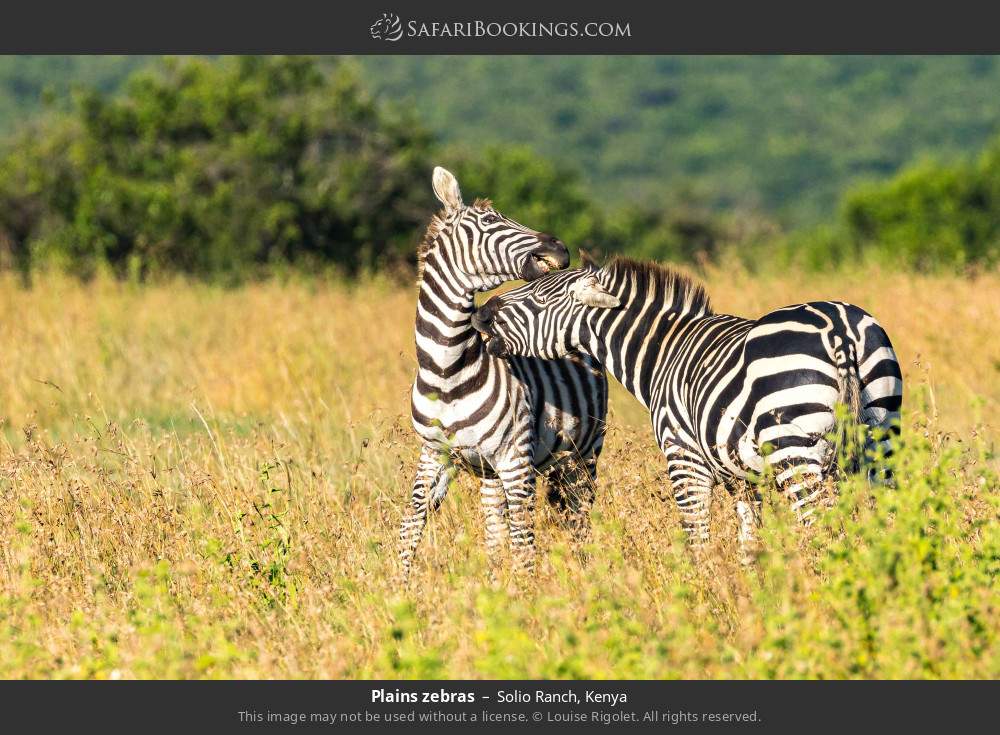 Plains zebras in Solio Ranch, Kenya