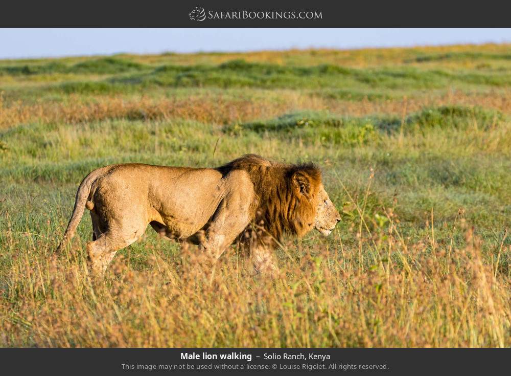 Male lion walking in Solio Ranch, Kenya