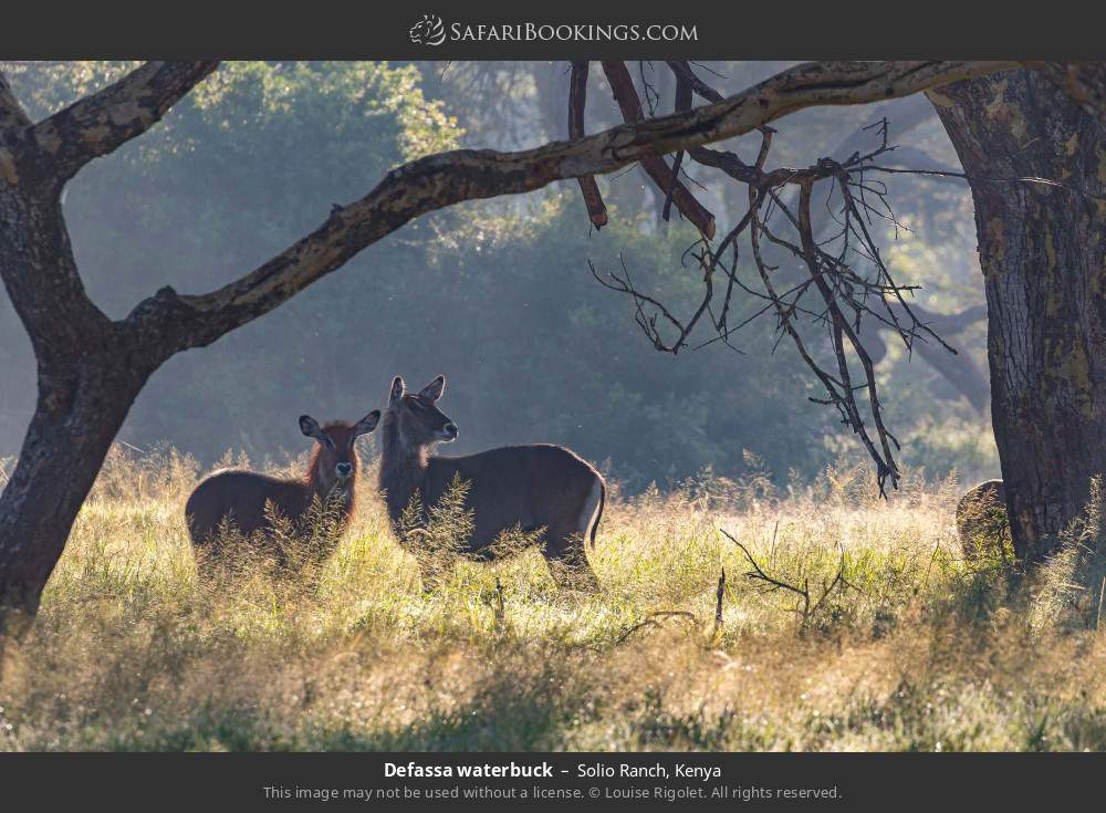 Defassa waterbuck in Solio Ranch, Kenya