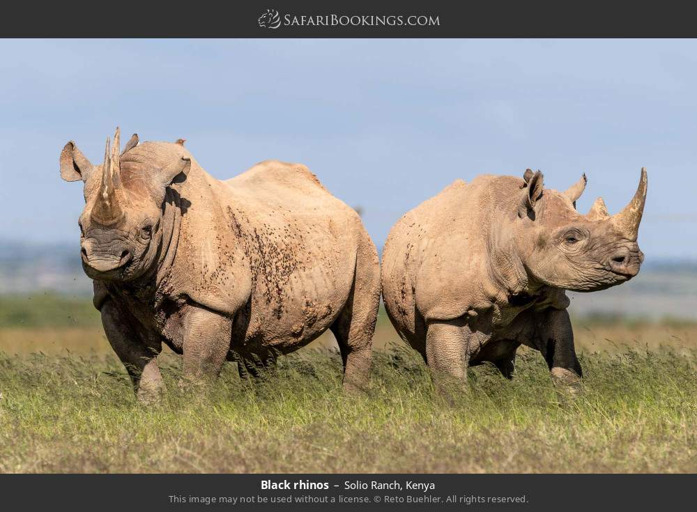 Black rhinos in Solio Ranch, Kenya