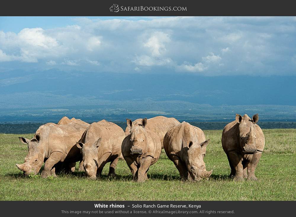White rhinos in Solio Ranch, Kenya