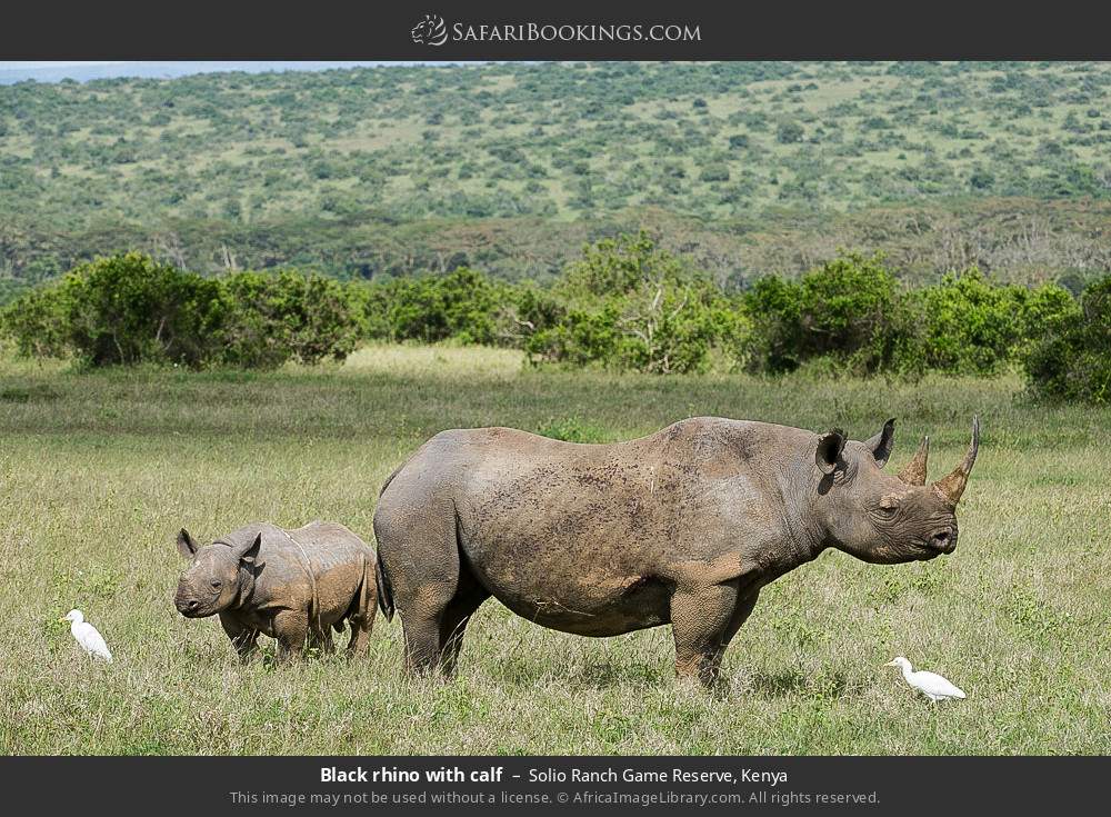 Black rhino with calf in Solio Ranch, Kenya