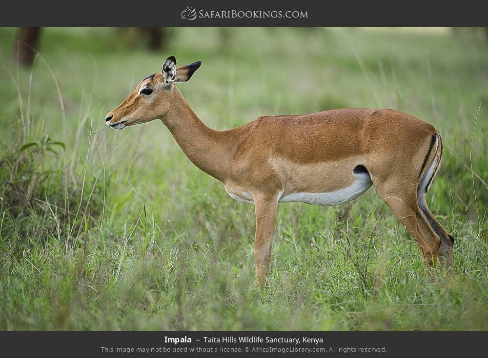 Impala in Taita Hills Wildlife Sanctuary, Kenya