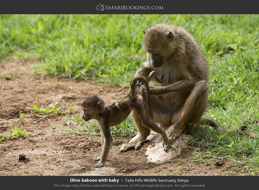 Olive baboon with baby in Taita Hills Wildlife Sanctuary, Kenya