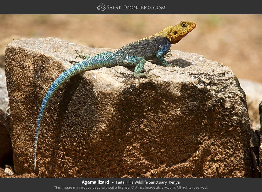 Agama lizard in Taita Hills Wildlife Sanctuary, Kenya