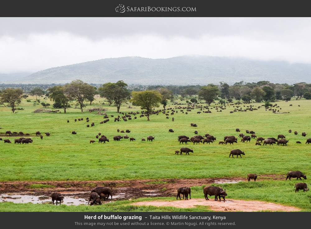 Herd of buffalo grazing in Taita Hills Wildlife Sanctuary, Kenya
