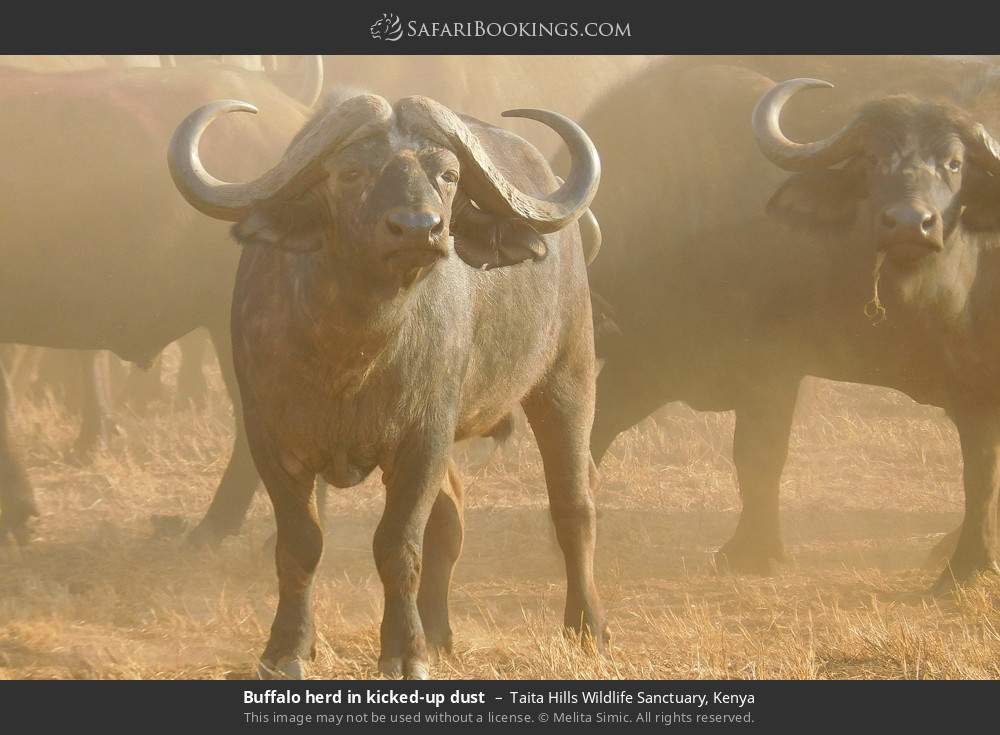 Buffalo herd in kicked-up dust in Taita Hills Wildlife Sanctuary, Kenya