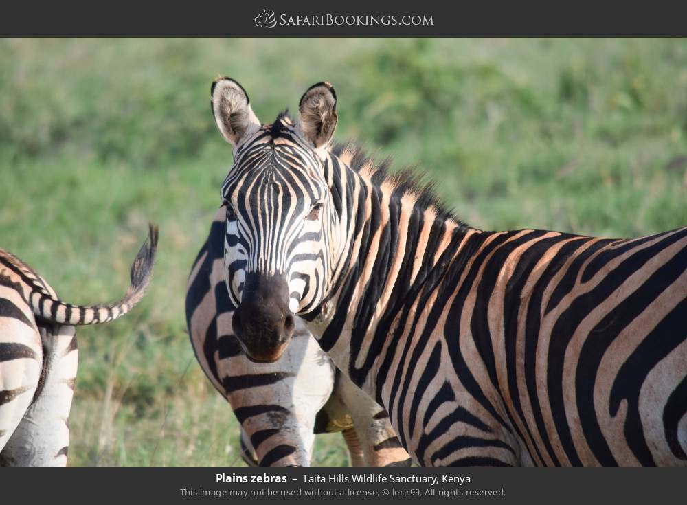 Plains zebras in Taita Hills Wildlife Sanctuary, Kenya