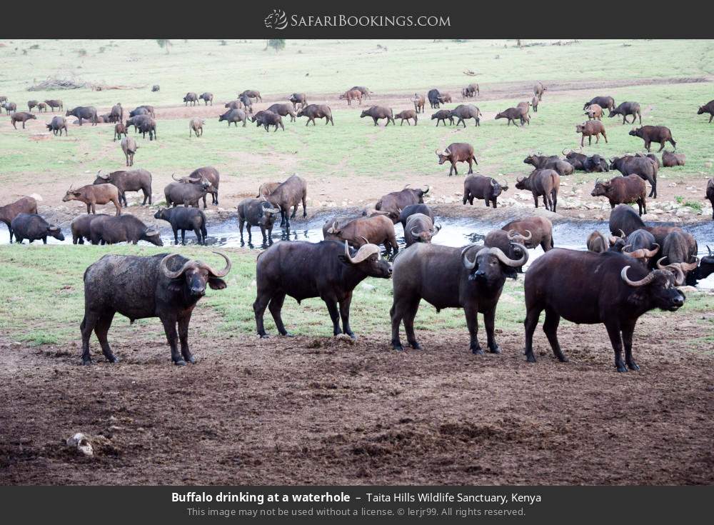 Buffalo drinking at a waterhole in Taita Hills Wildlife Sanctuary, Kenya