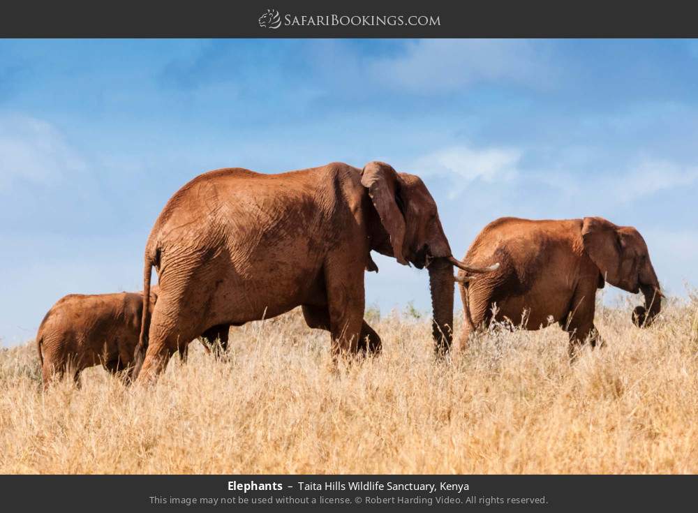 Elephants in Taita Hills Wildlife Sanctuary, Kenya