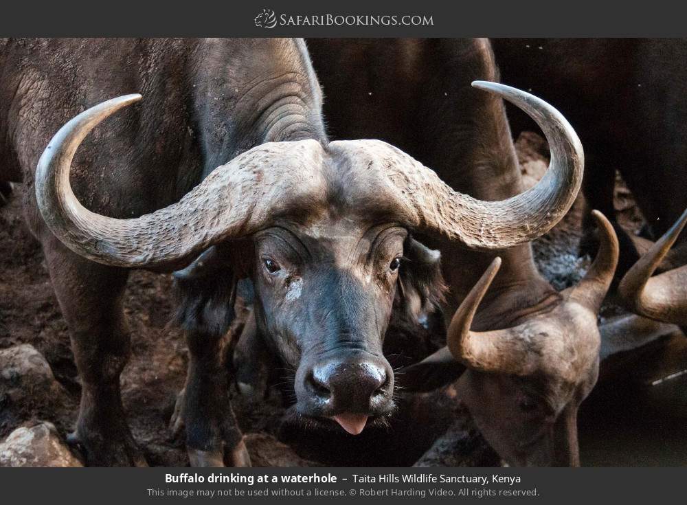 Buffalo drinking at a waterhole in Taita Hills Wildlife Sanctuary, Kenya