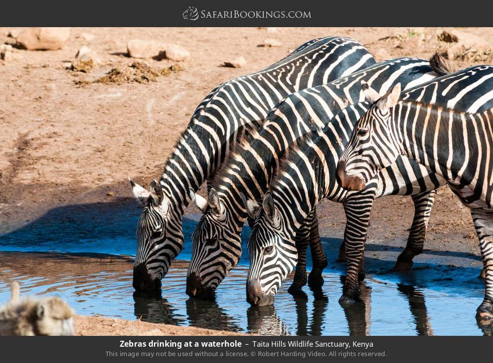 Zebras drinking at a waterhole in Taita Hills Wildlife Sanctuary, Kenya