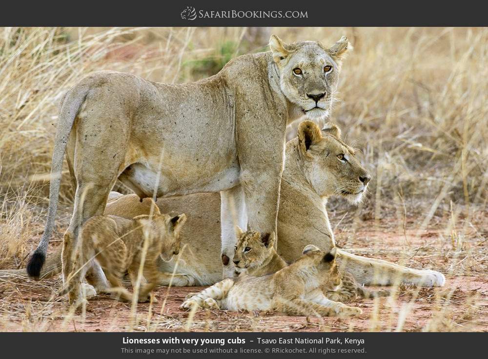 Lionesses with very young cubs in Tsavo East National Park, Kenya