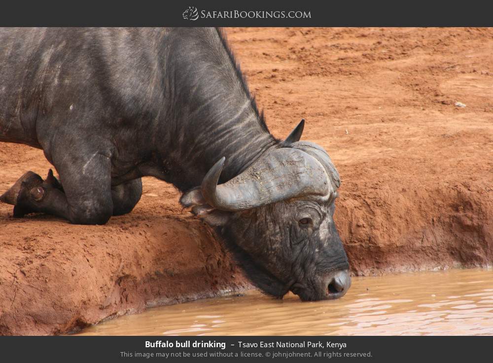 Buffalo bull drinking in Tsavo East National Park, Kenya