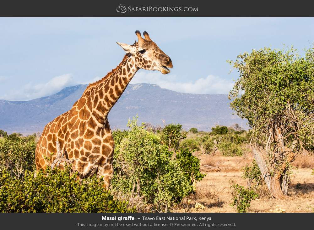 Masai giraffe in Tsavo East National Park, Kenya