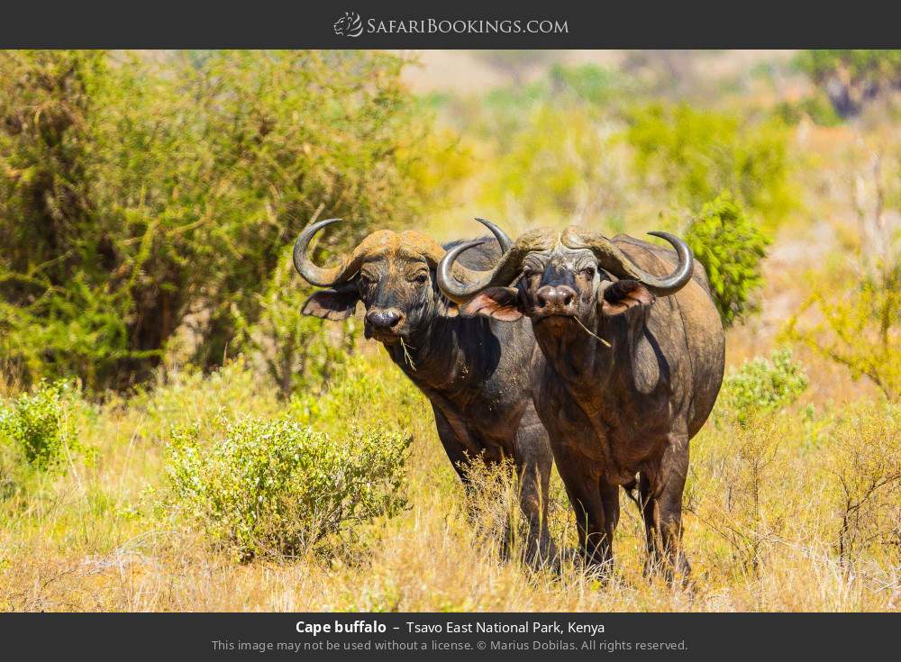 Cape buffalo in Tsavo East National Park, Kenya