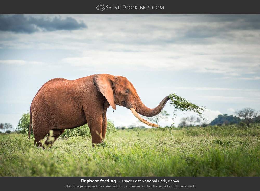 Elephant feeding in Tsavo East National Park, Kenya