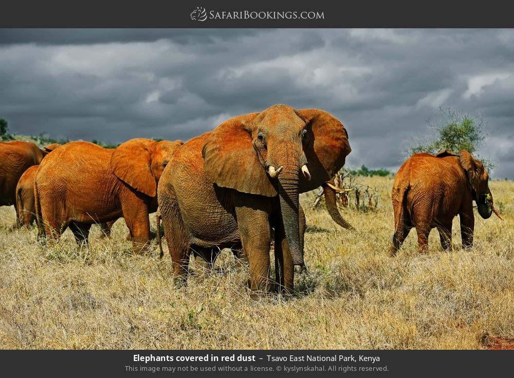 Elephants covered in red dust in Tsavo East National Park, Kenya