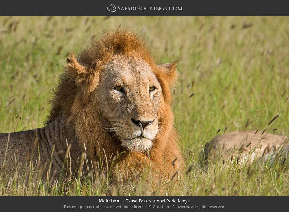 Male lion in Tsavo East National Park, Kenya