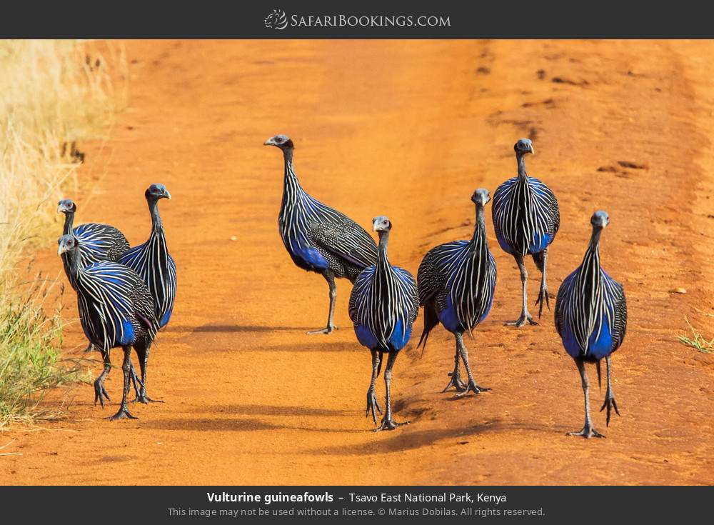 Vulturine guineafowls in Tsavo East National Park, Kenya