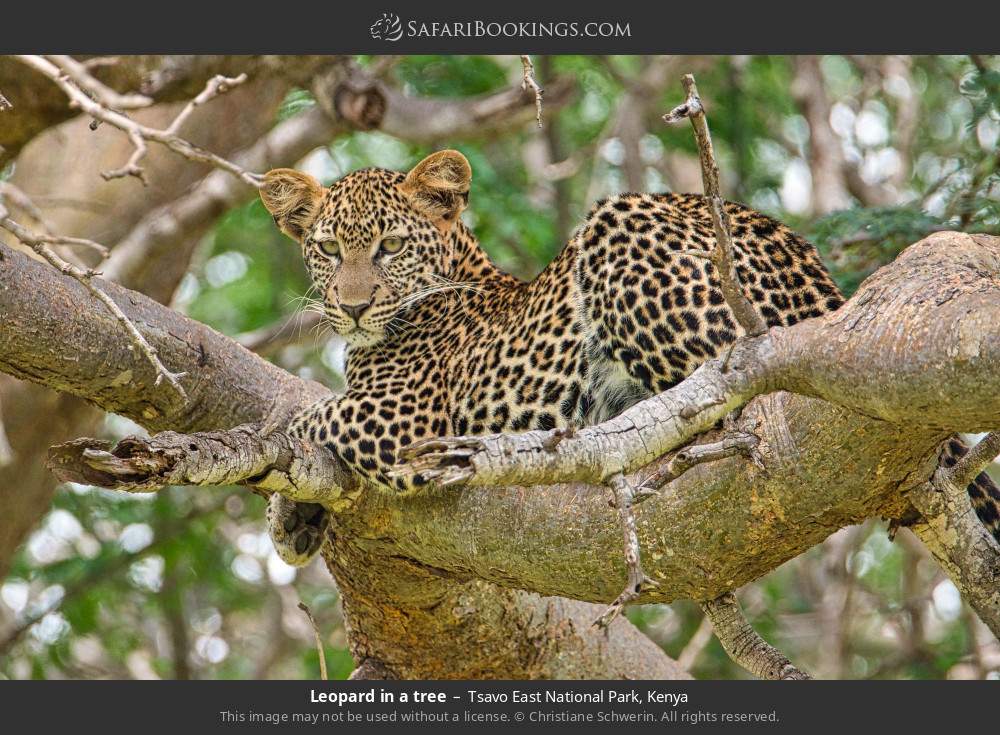 Leopard in a tree in Tsavo East National Park, Kenya