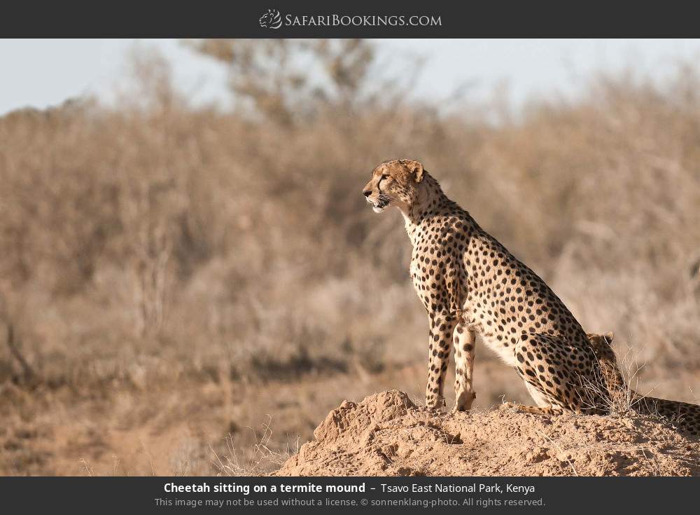 Cheetah sitting on a termite mound in Tsavo East National Park, Kenya