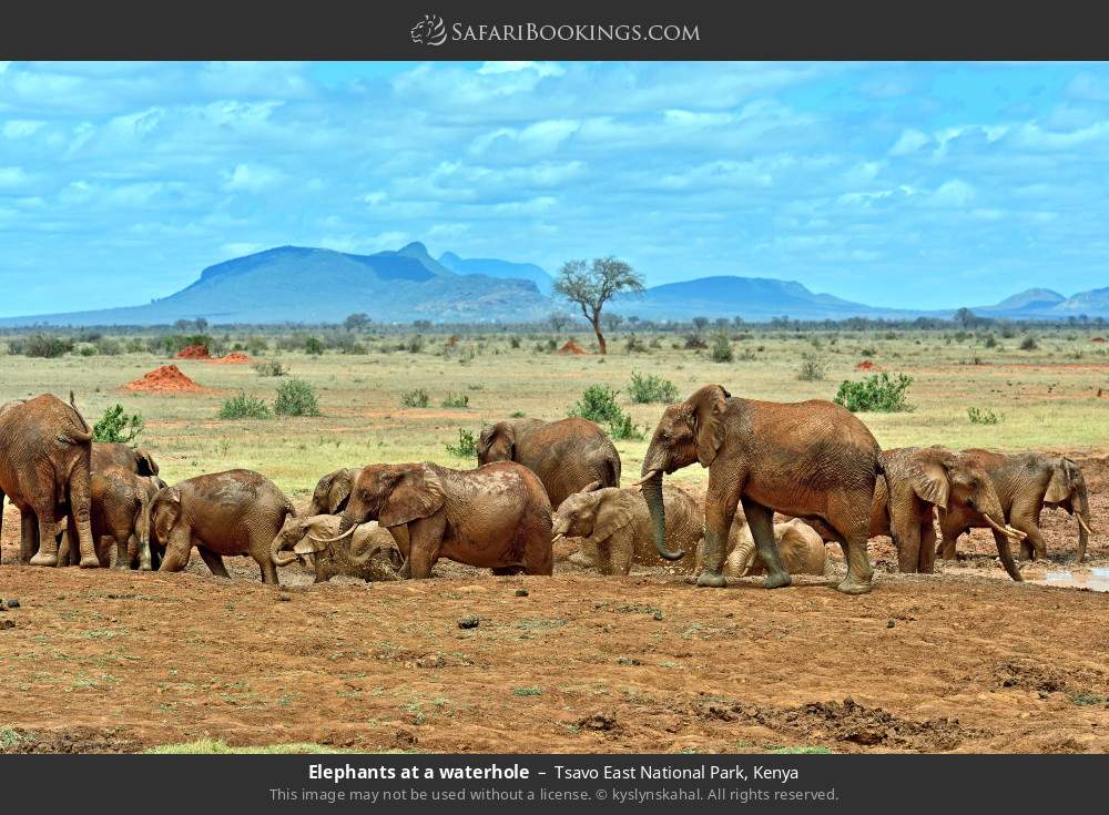 Elephants at a waterhole in Tsavo East National Park, Kenya