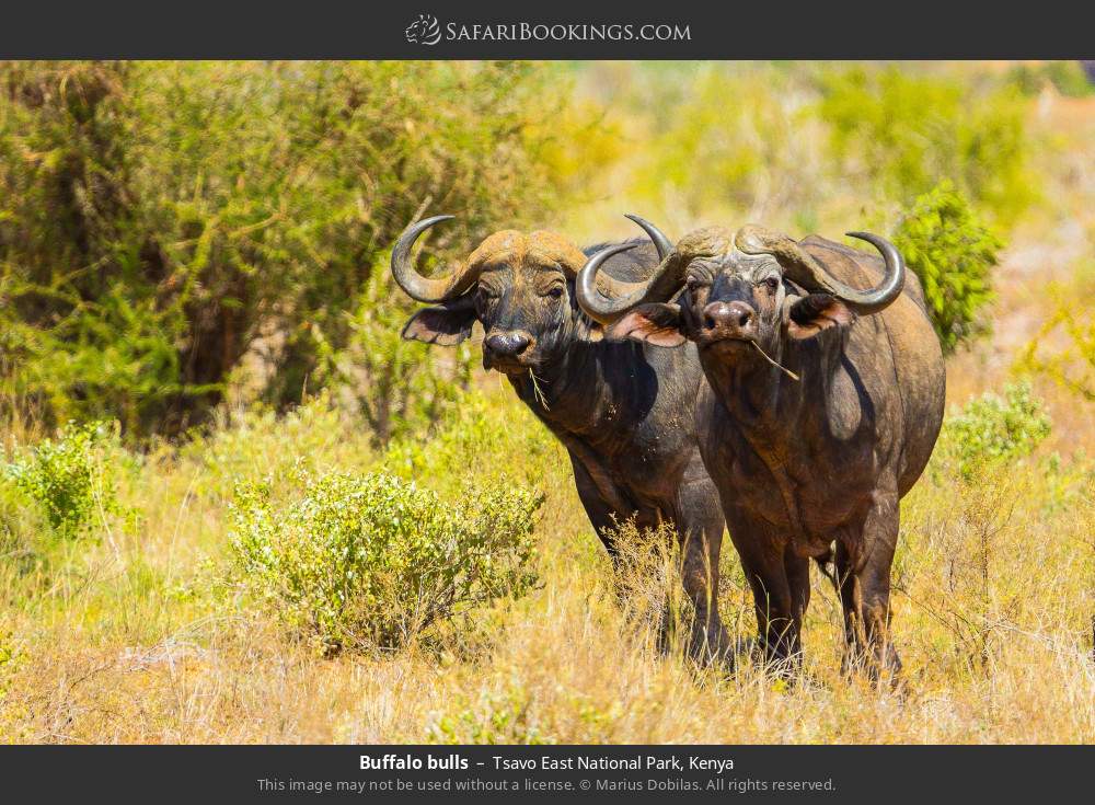 Buffalo bulls in Tsavo East National Park, Kenya