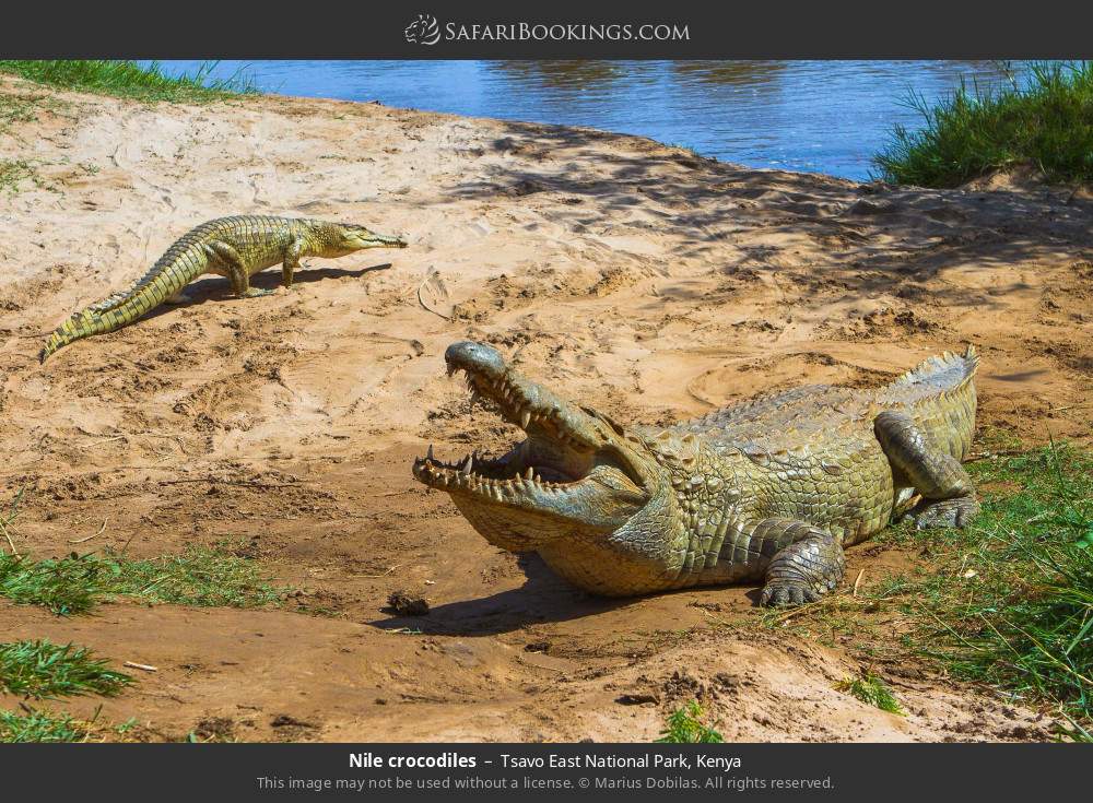 Nile crocodiles in Tsavo East National Park, Kenya