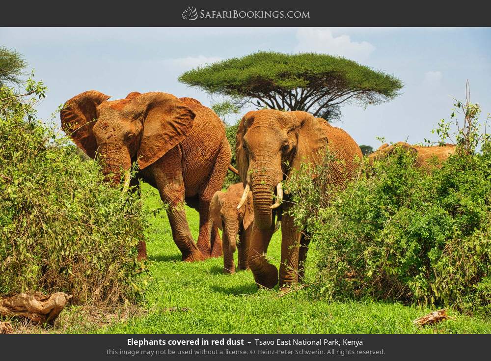 Elephants covered in red dust in Tsavo East National Park, Kenya