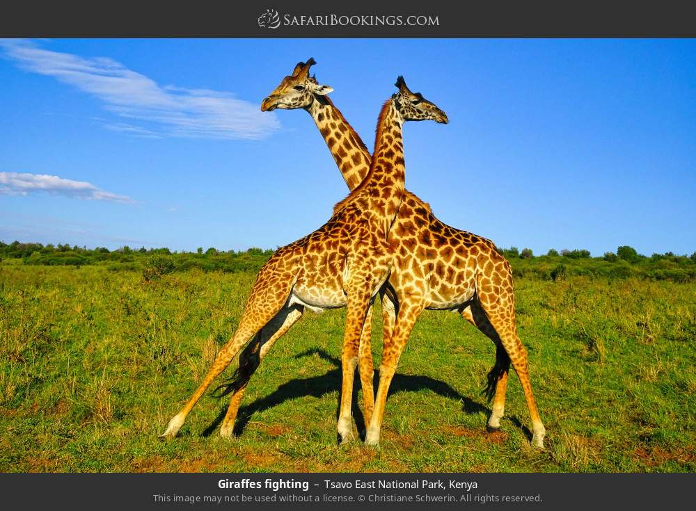 Giraffes fighting in Tsavo East National Park, Kenya