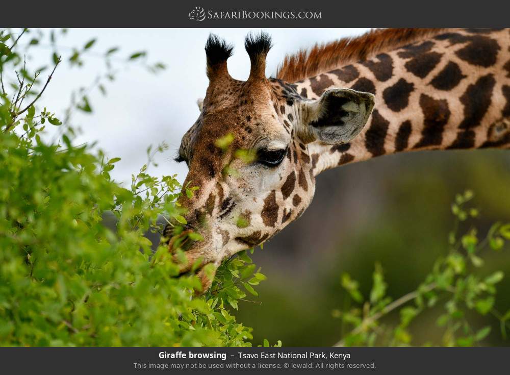 Giraffe browsing in Tsavo East National Park, Kenya