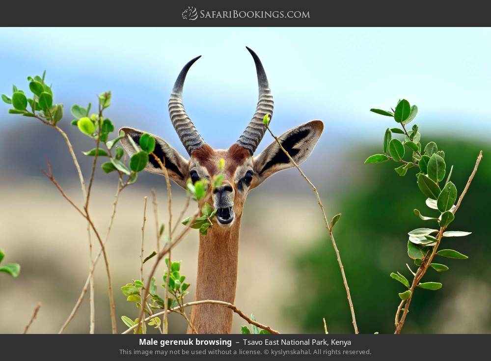 Male gerenuk browsing in Tsavo East National Park, Kenya