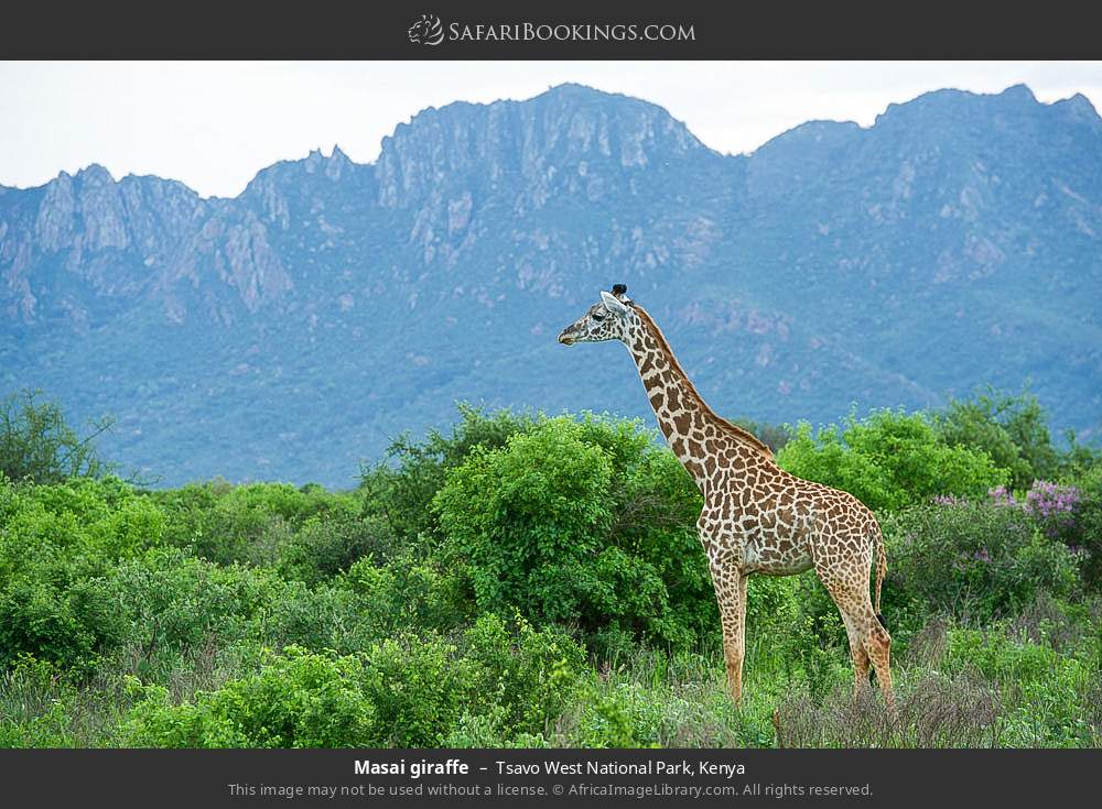Masai giraffe in Tsavo West National Park, Kenya