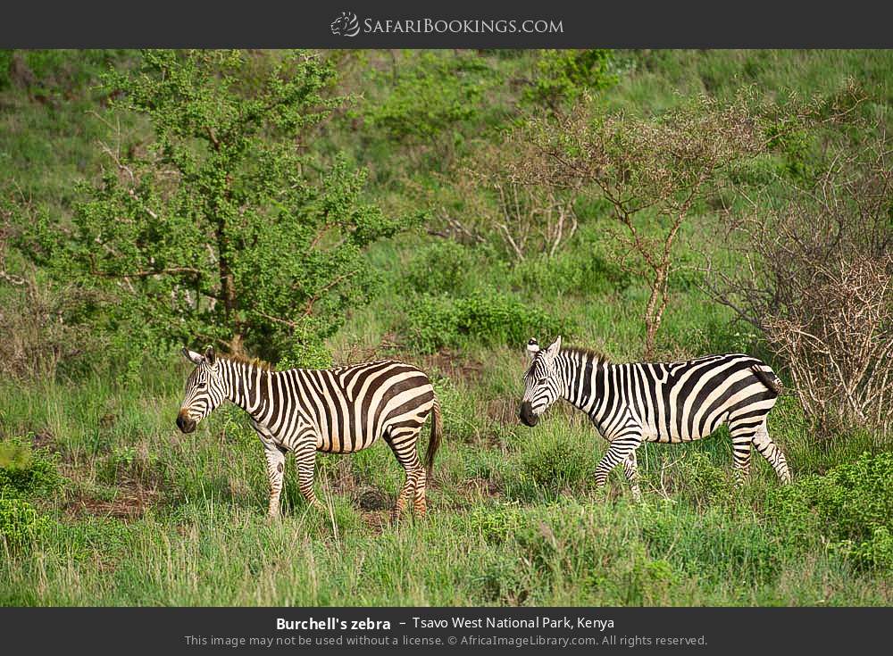 Burchell's zebra in Tsavo West National Park, Kenya
