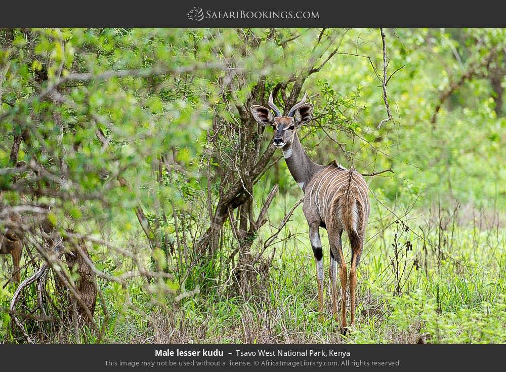 Male lesser kudu in Tsavo West National Park, Kenya