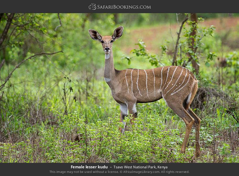 Female lesser kudu in Tsavo West National Park, Kenya