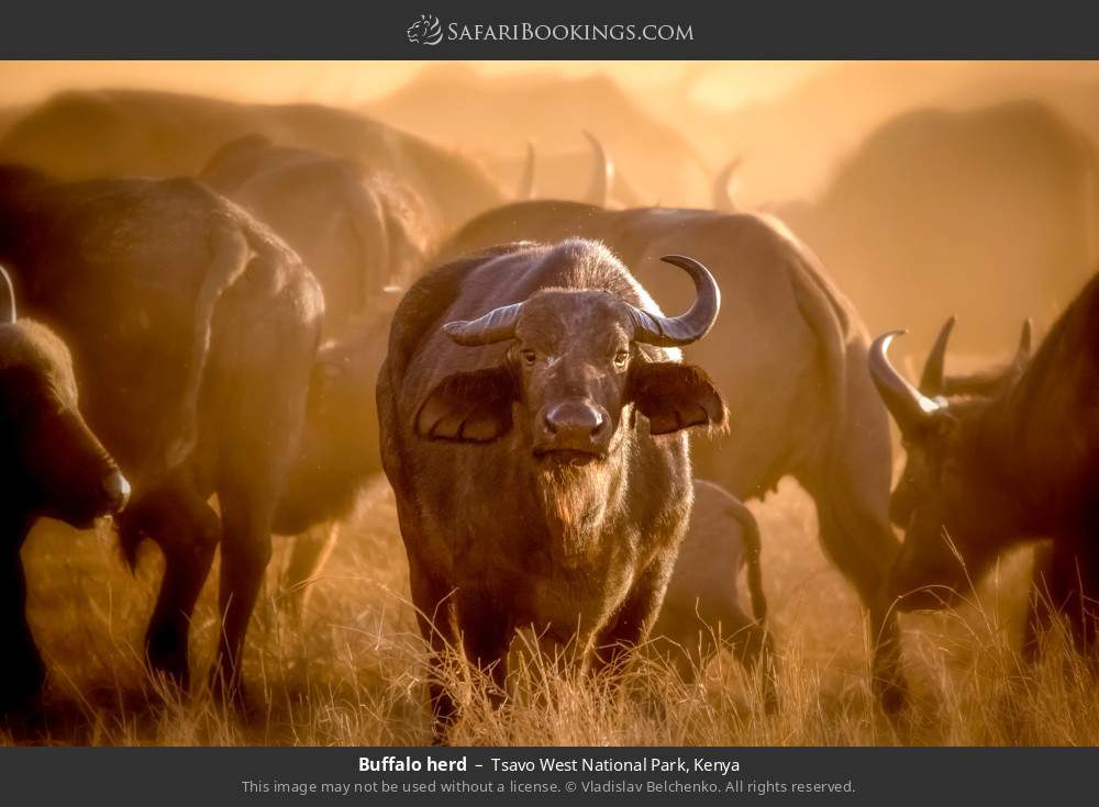 Buffalo herd in Tsavo West National Park, Kenya