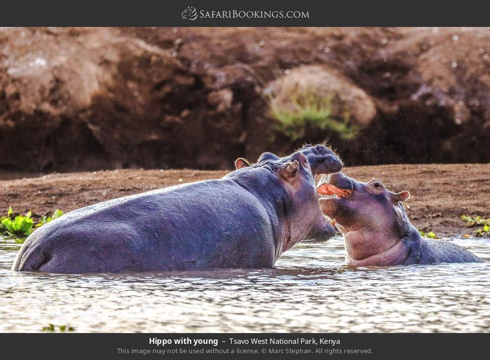 Hippo with young in Tsavo West National Park, Kenya