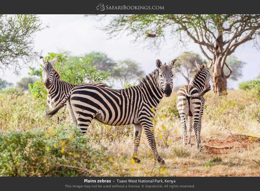 Plains zebras in Tsavo West National Park, Kenya