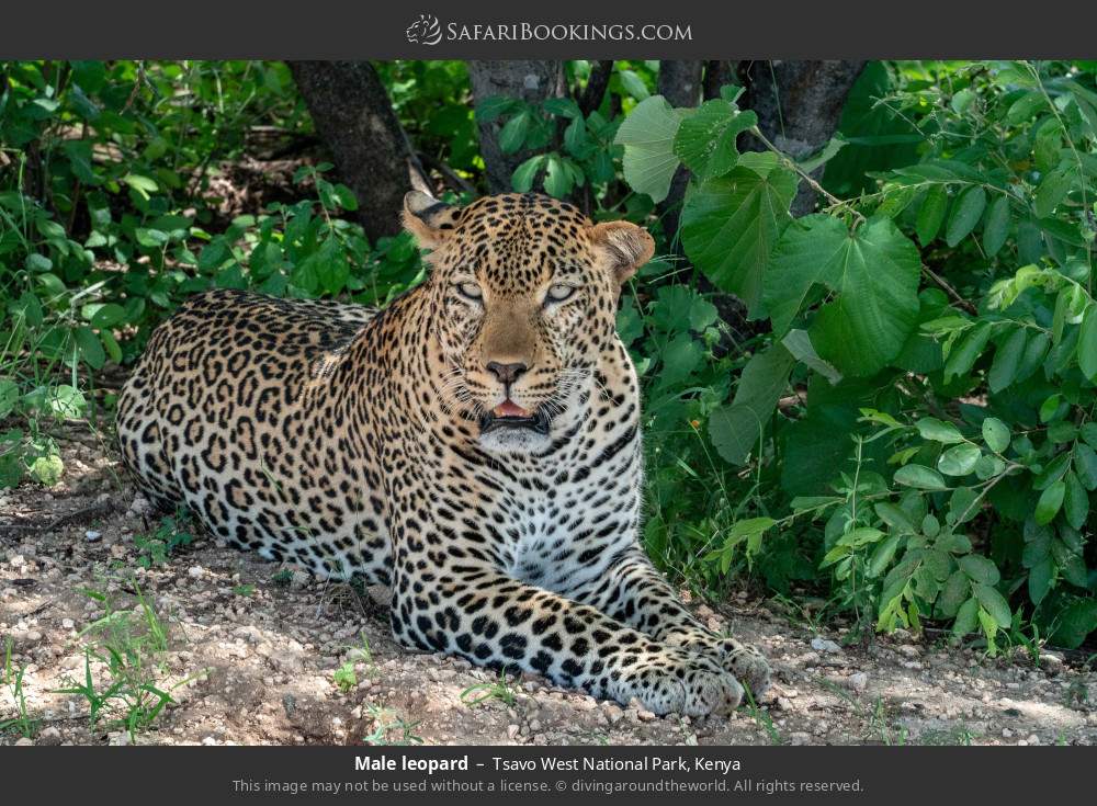 Male leopard in Tsavo West National Park, Kenya