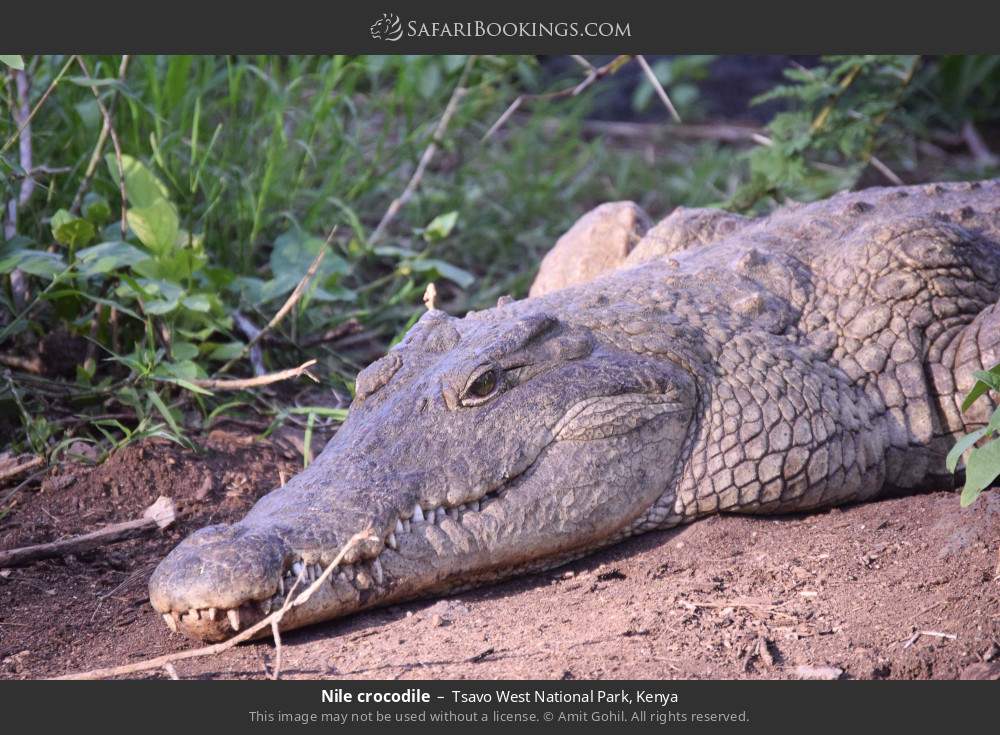 Nile crocodile in Tsavo West National Park, Kenya