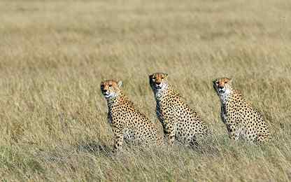 Three alert cheetahs, Masai Mara National Reserve, Kenya