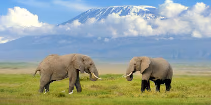 Amboseli National Park