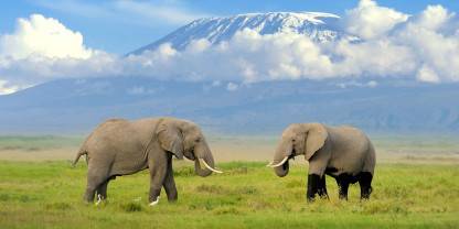 Amboseli National Park