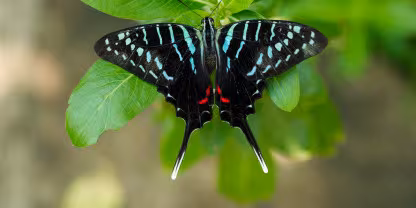 Arabuko Sokoke Forest Reserve