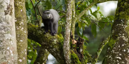 Kakamega Forest